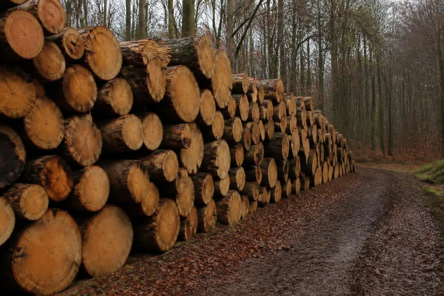 Langer Stapel frisch geschnittener Laubholzstämme am Rand eines unbefestigten Waldwegs im Spätherbst