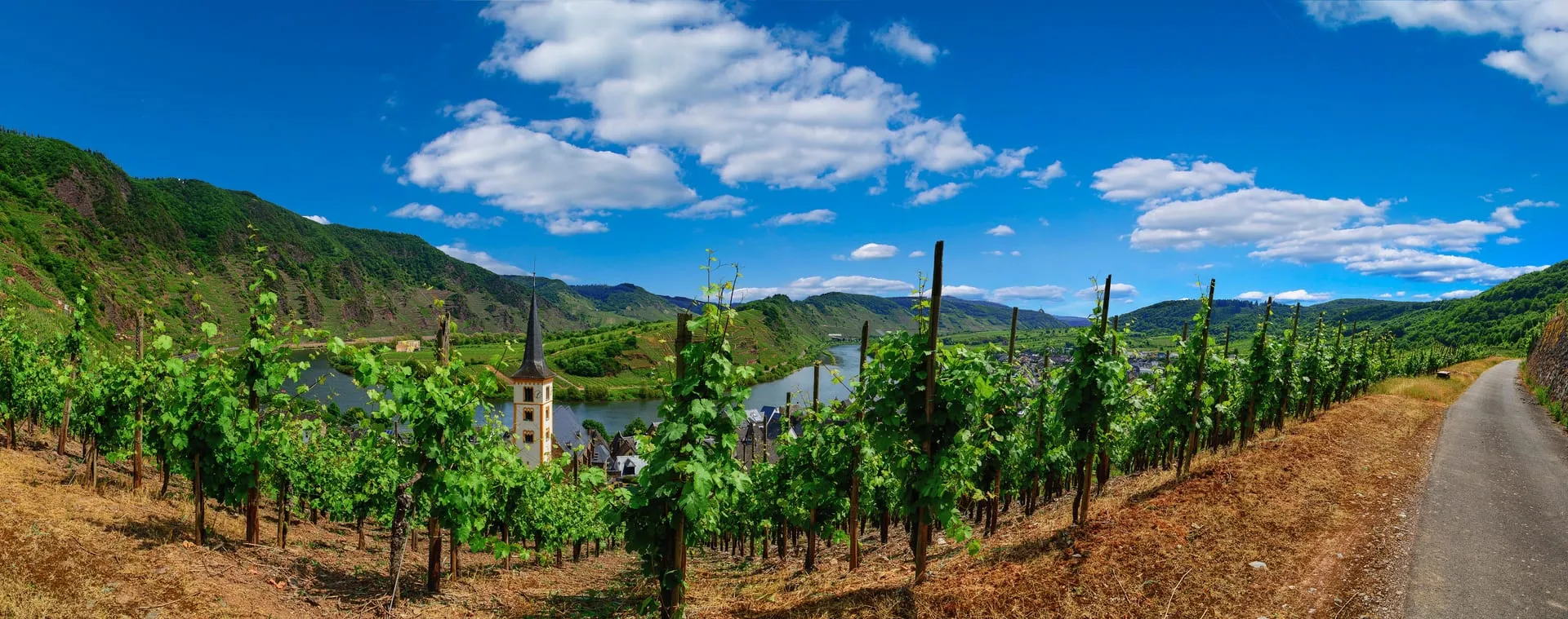 Sonniger Blick durch Weinbergreihen bei Bremm auf die Mosel mit Kirchturm und Flussschleife